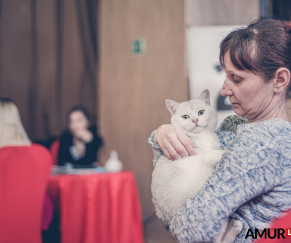 От «тряпичной куклы» до кудряшки: в Благовещенске проходит выставка кошек