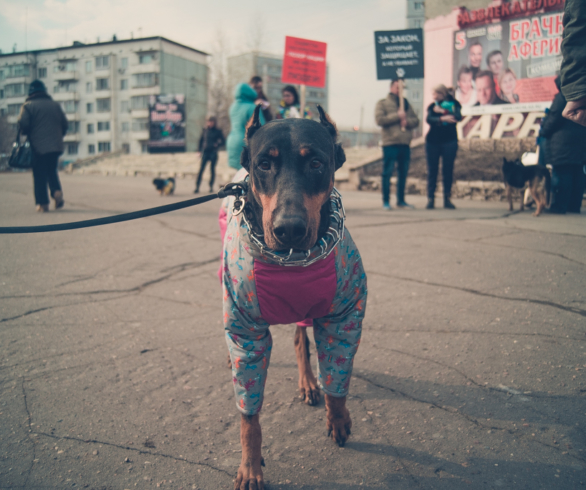 Активисты пришли на митинг в защиту животных со своими питомцами