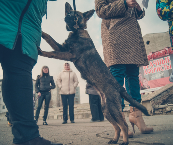 Активисты пришли на митинг в защиту животных со своими питомцами