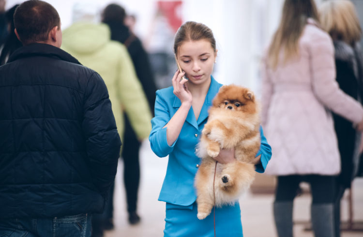 В Благовещенске выбирают лучшую собаку