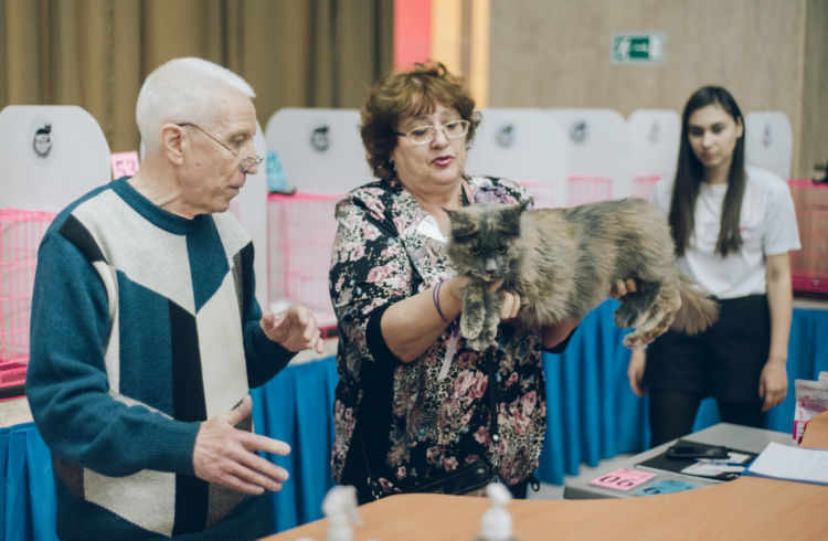 Редкие саванны и судьи-иностранцы:  благовещенский «Муртурнир» в фактах, цифрах и котах